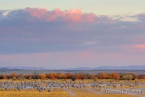 Wet Field At Sunset_73340.jpg - Sandhill Cranes (Grus canadensis) photographed in the Bosque del Apache National Wildlife Refuge near San Antonio, New Mexico, USA.